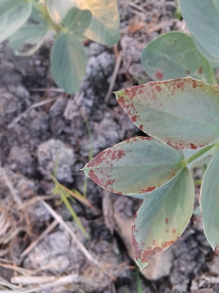 علاج الفول ده  ايه لو سمحتم